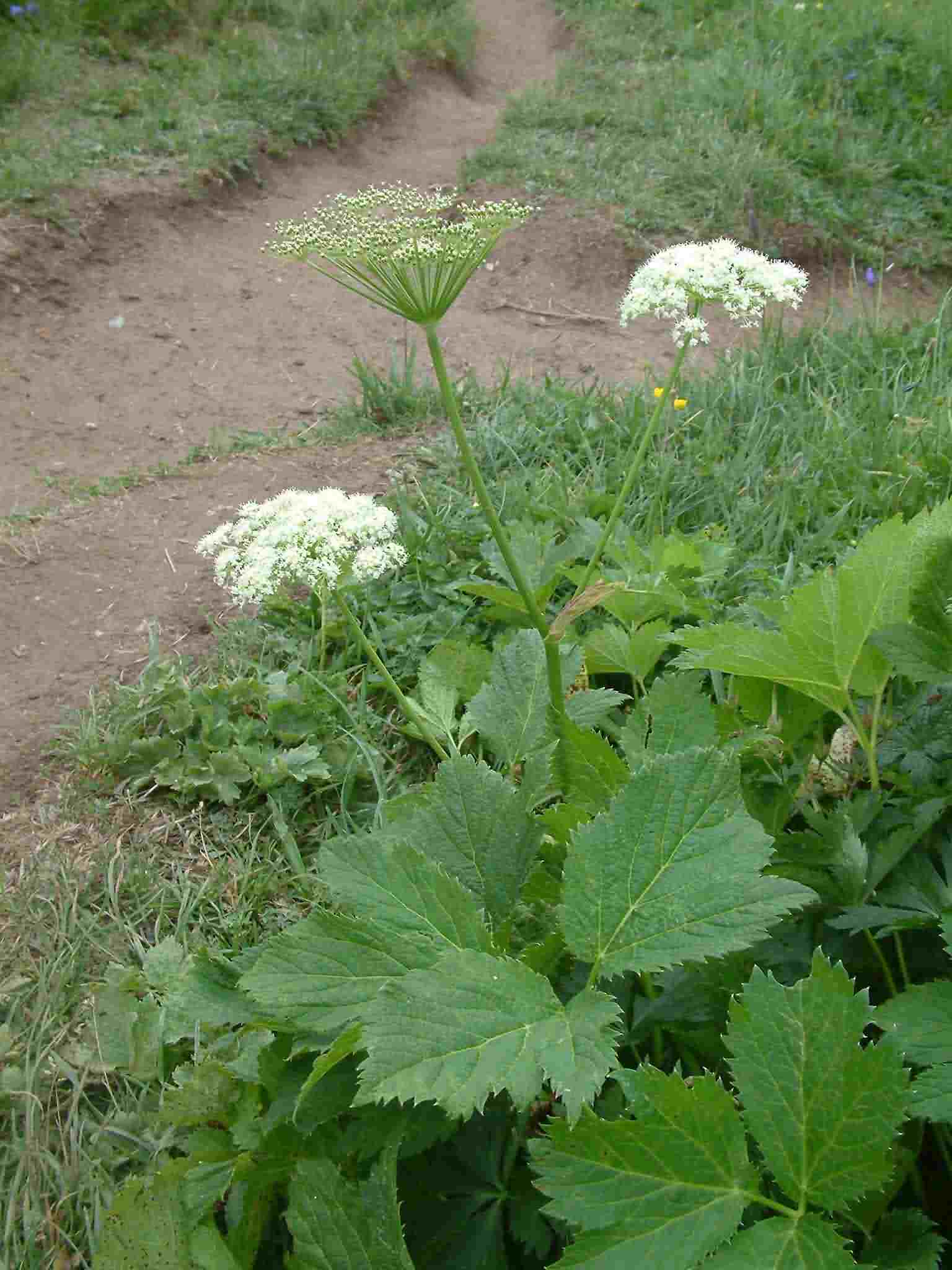 Peucedanum ostruthium 1