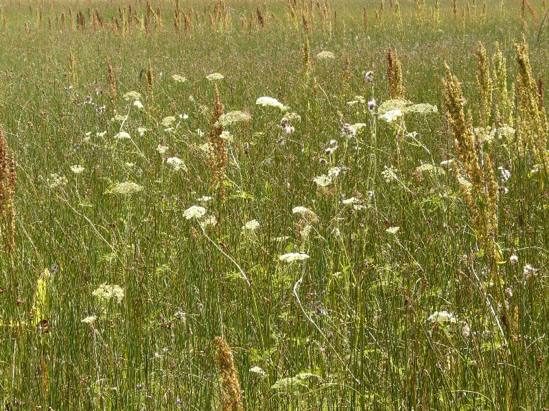 Peucedanum palustre 1