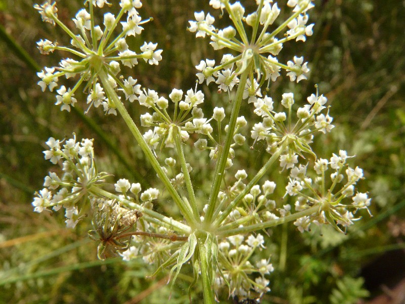 Peucedanum palustre 2