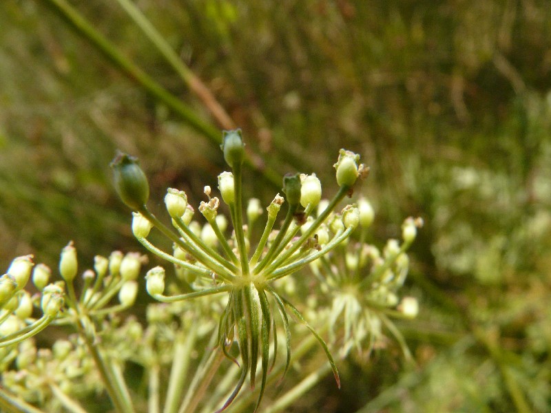 Peucedanum palustre 3