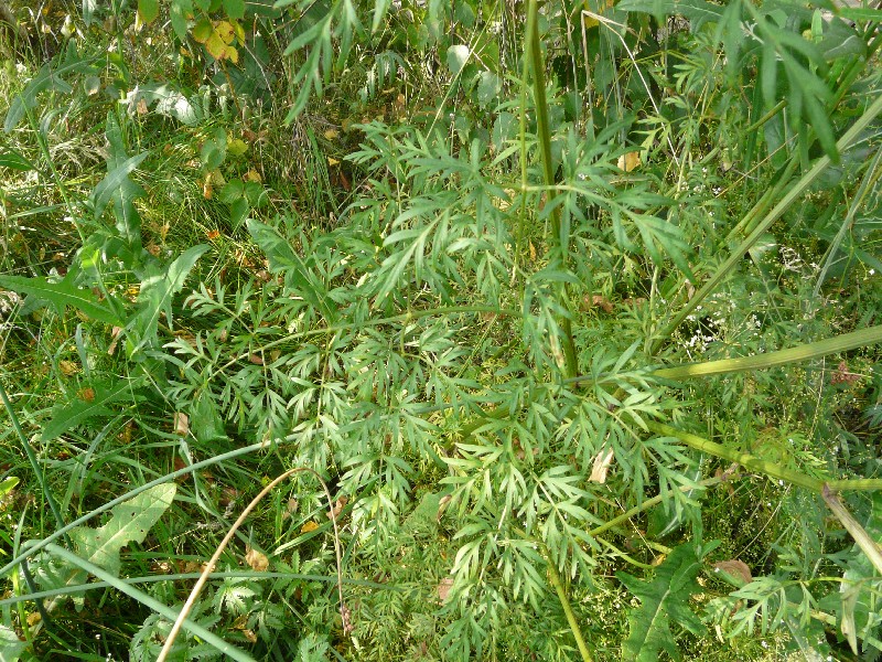 Peucedanum palustre 4