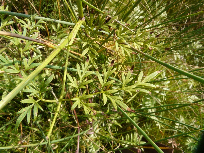 Peucedanum palustre 5