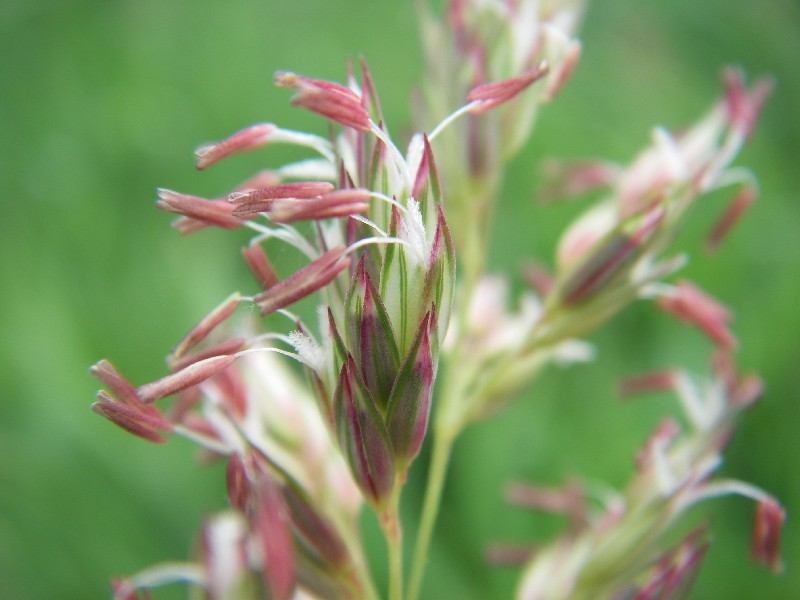 Phalaris arundinacea 3