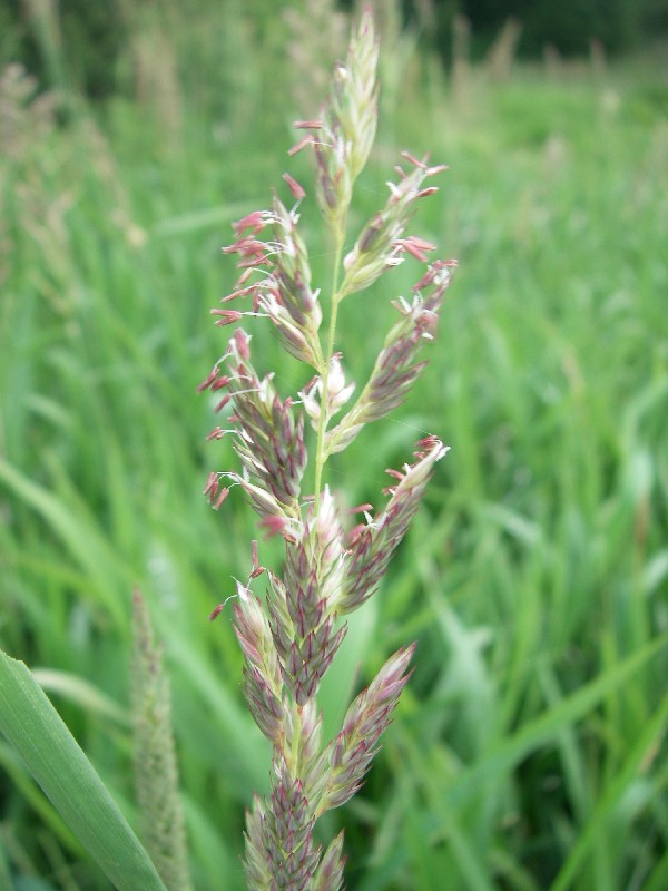 Phalaris arundinacea 2