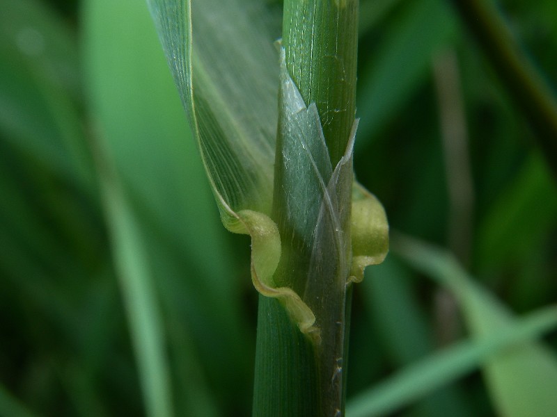 Phalaris arundinacea 4