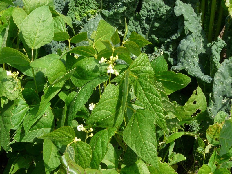 Phaseolus vulgaris 1