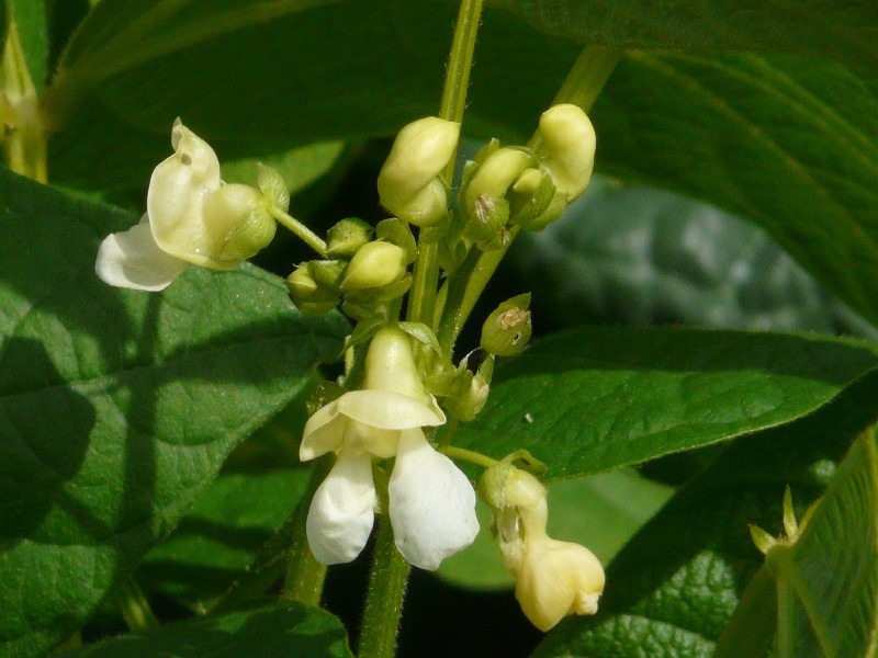Phaseolus vulgaris 2