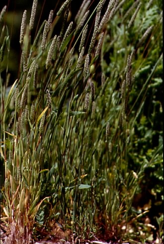 Phleum paniculatum 1