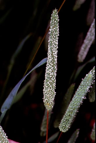 Phleum paniculatum 2