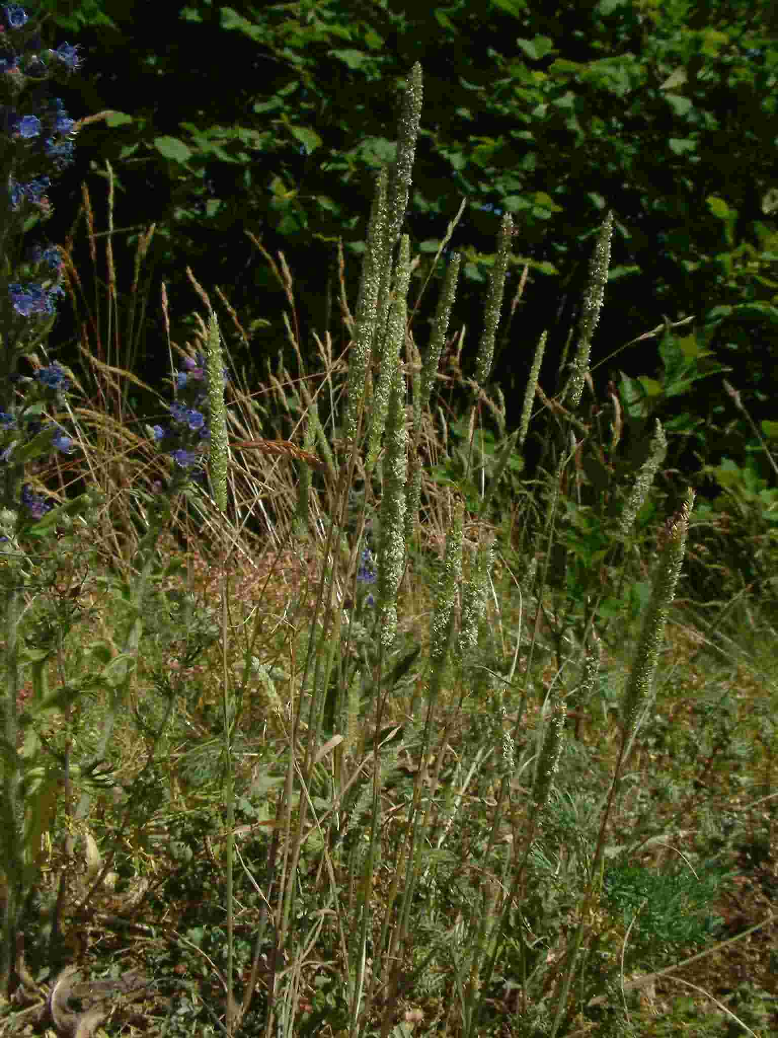 Phleum phleoides 1