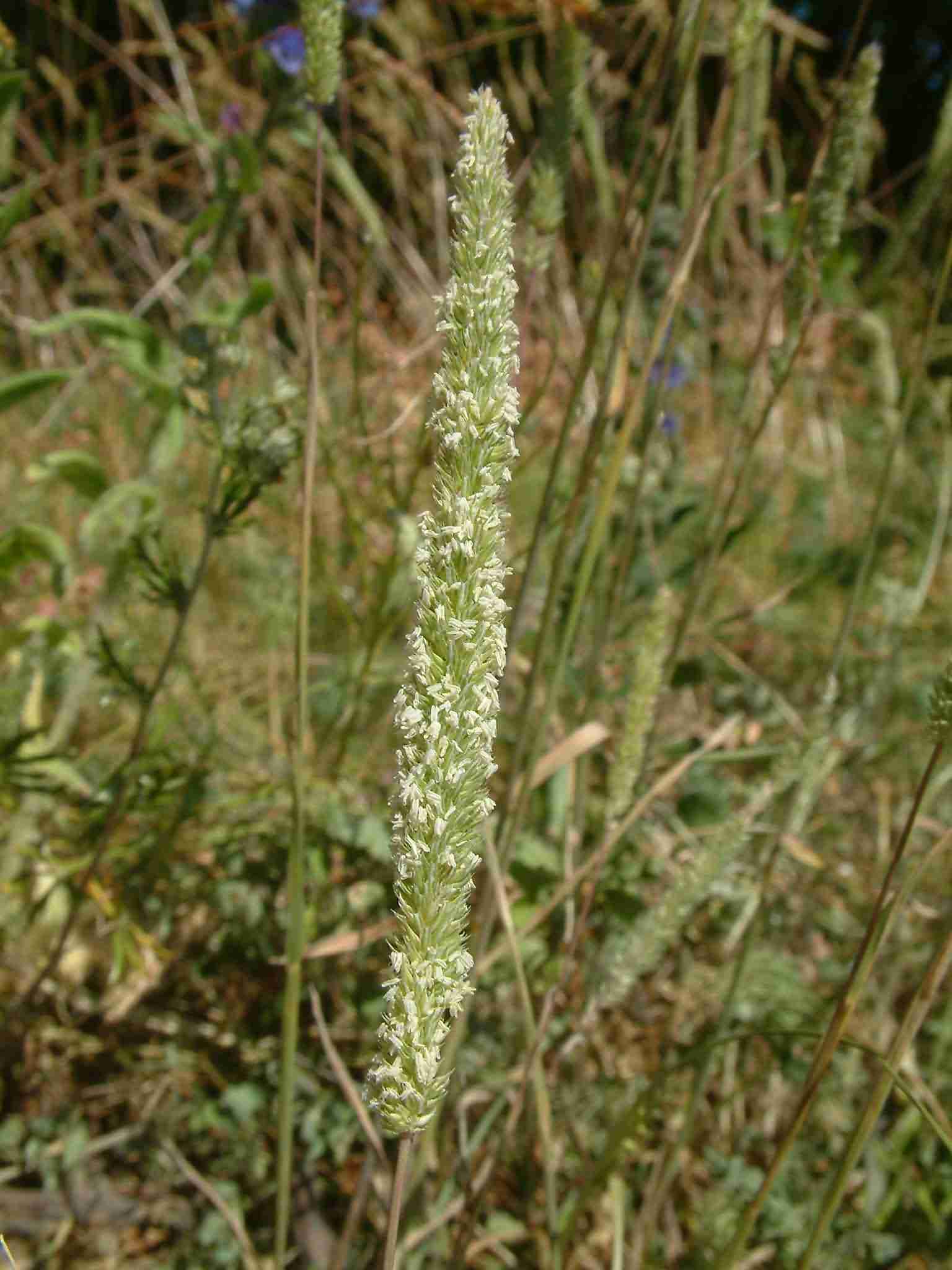 Phleum phleoides 2