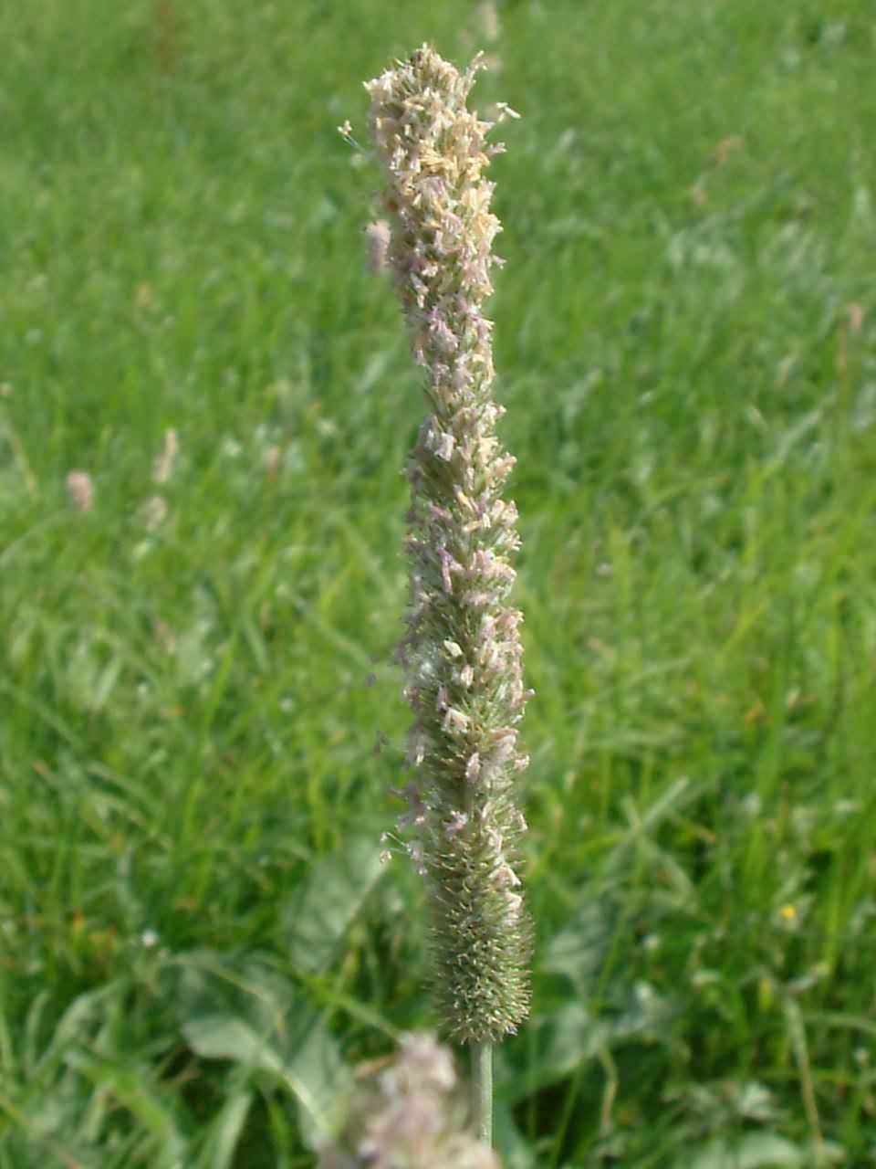 Phleum pratense 2