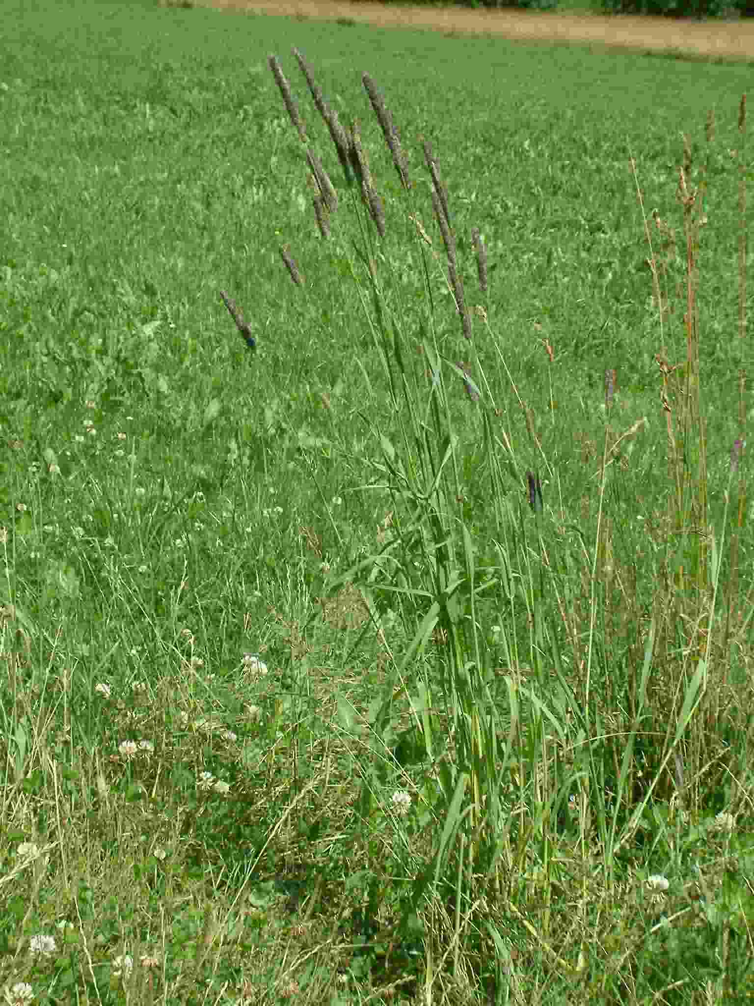 Phleum pratense 1