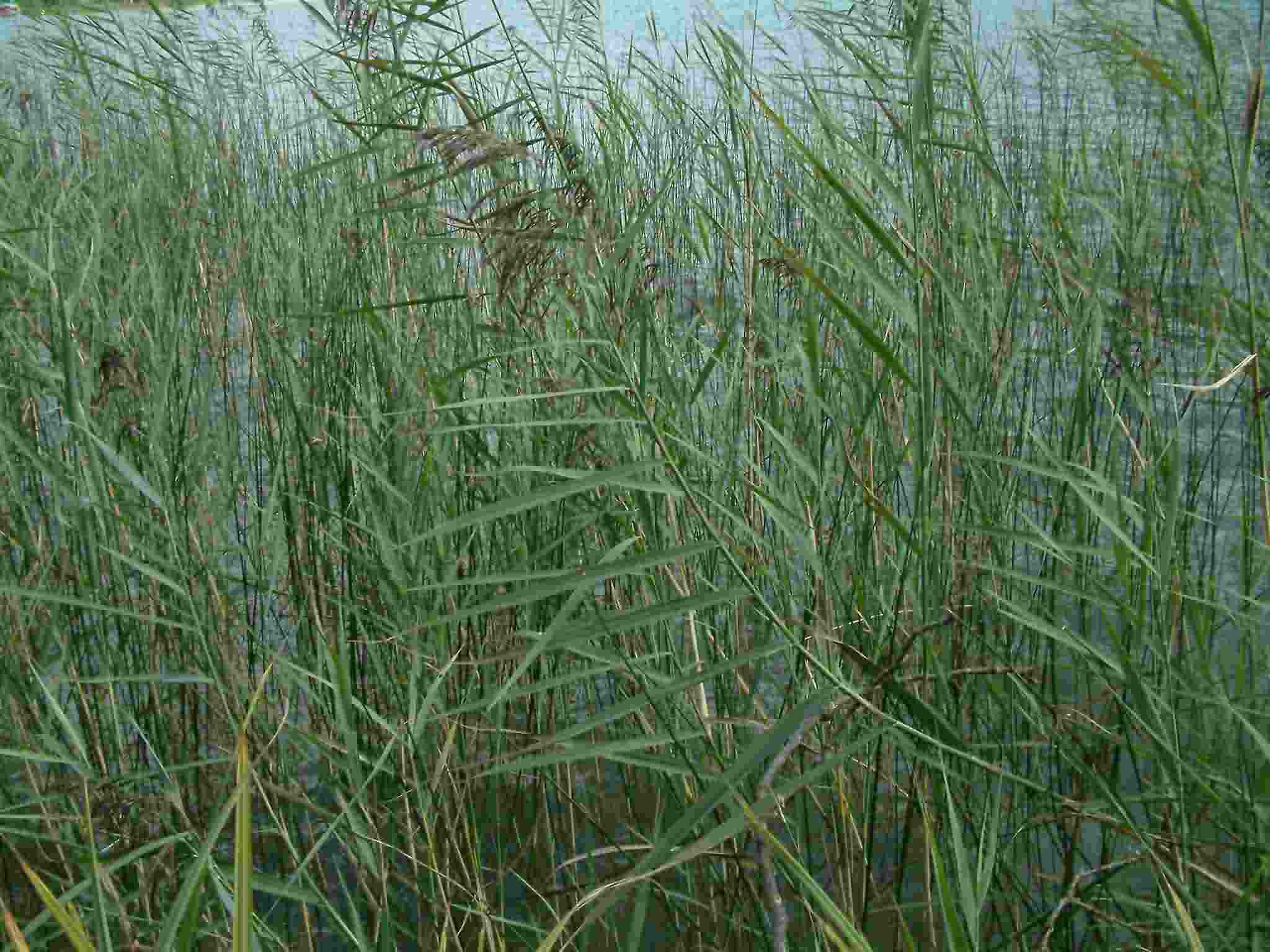 Phragmites australis 1