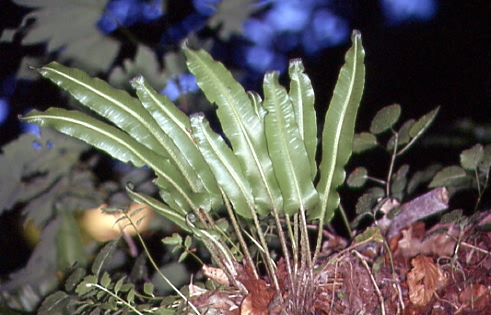 Phyllitis scolopendrium 1