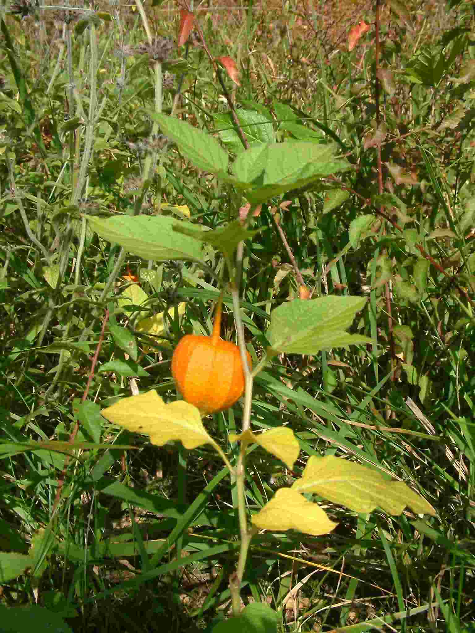 Physalis alkekengi 1