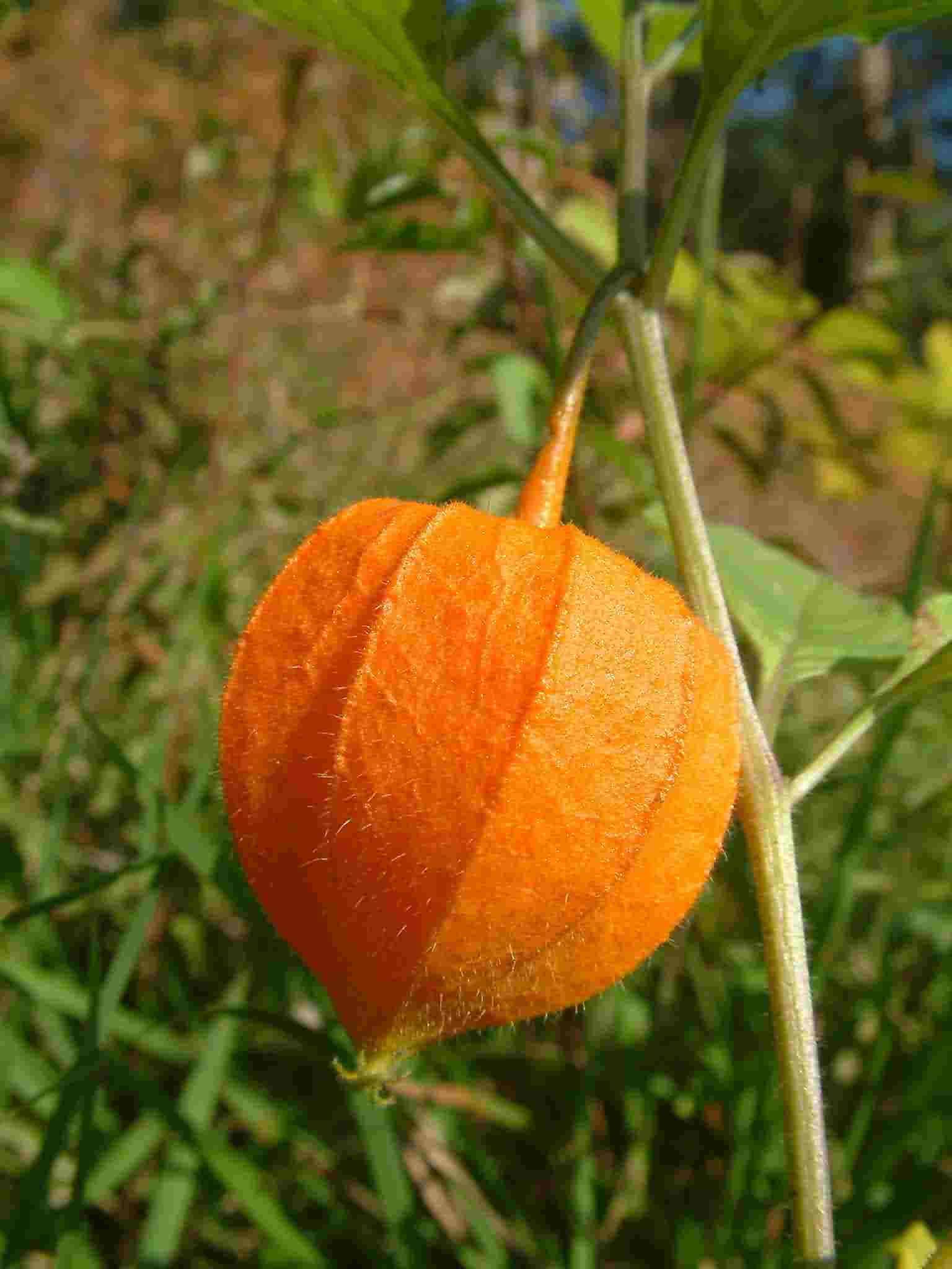 Physalis alkekengi 2