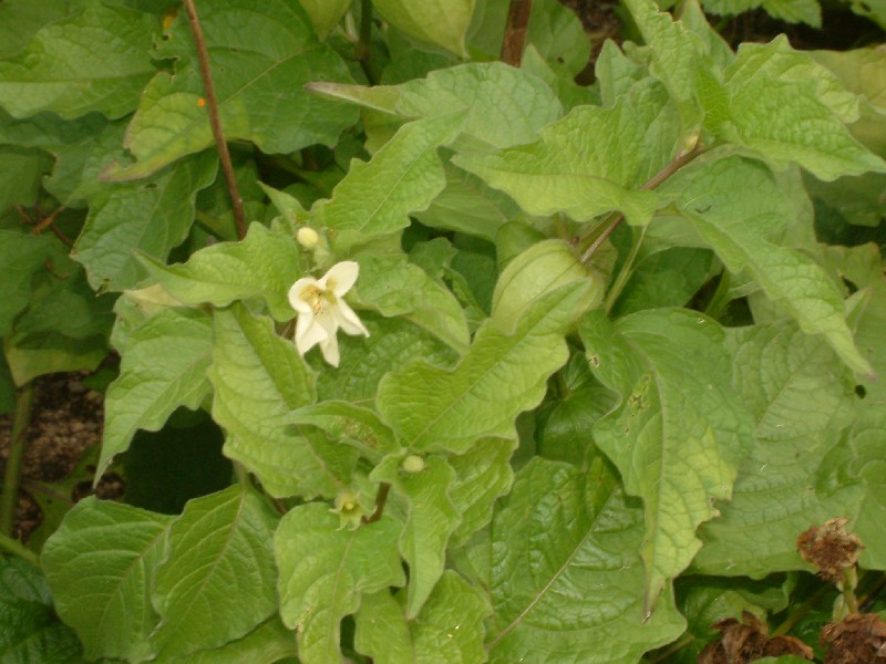 Physalis alkekengi 1