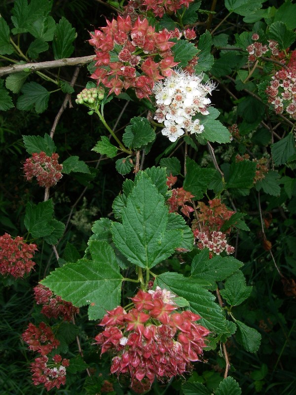 Physocarpus opulifolius 2