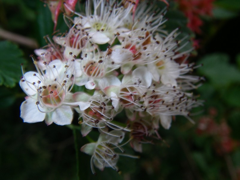 Physocarpus opulifolius 3