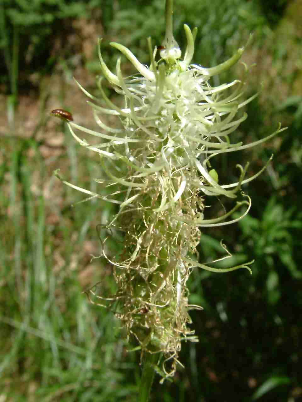 Phyteuma spicatum 2