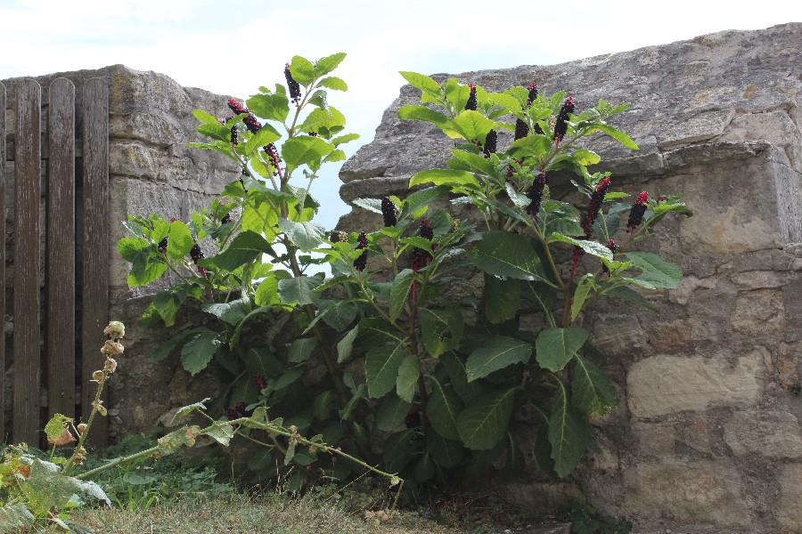 Phytolacca esculenta 1