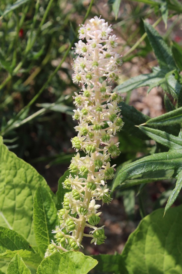 Phytolacca esculenta 2