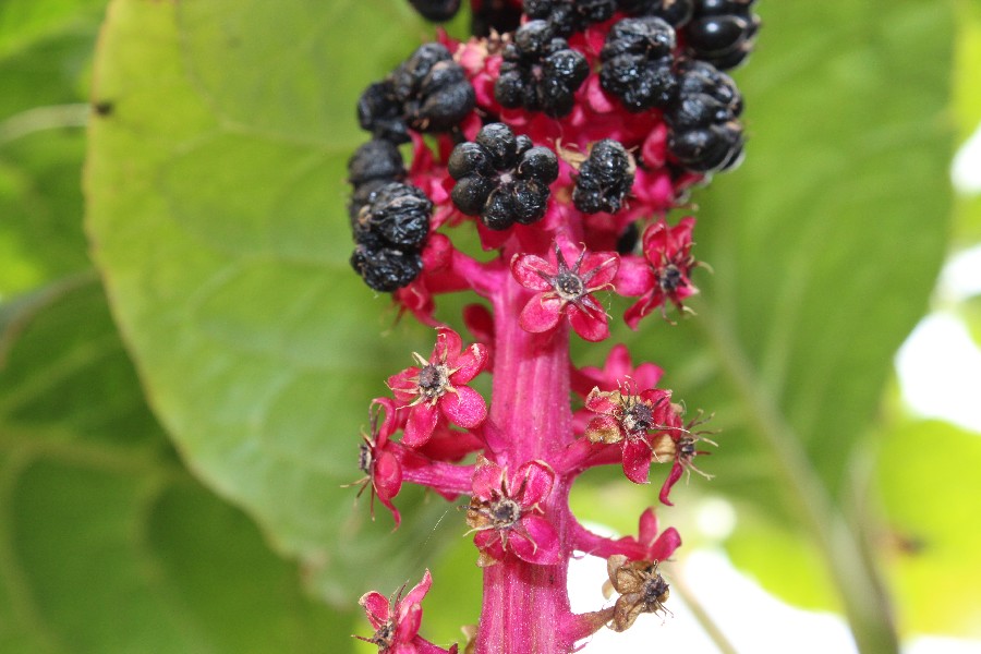 Phytolacca esculenta 3