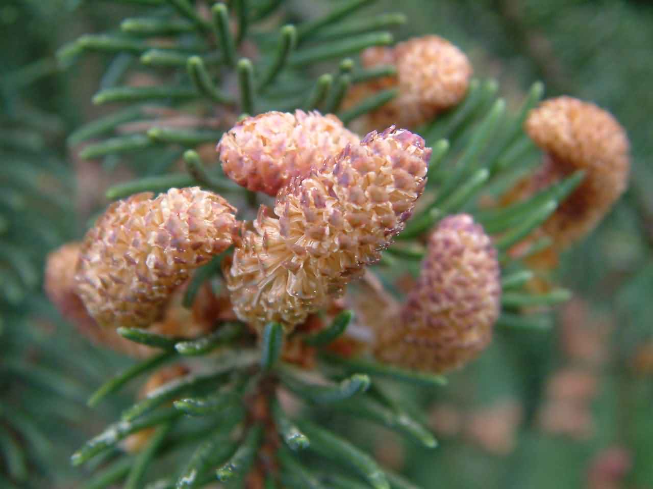 Picea abies  3