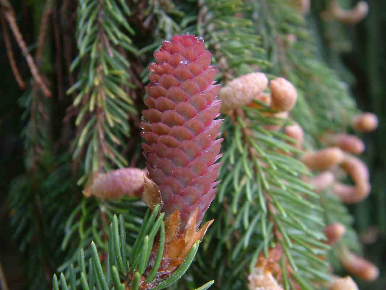 Picea abies 2