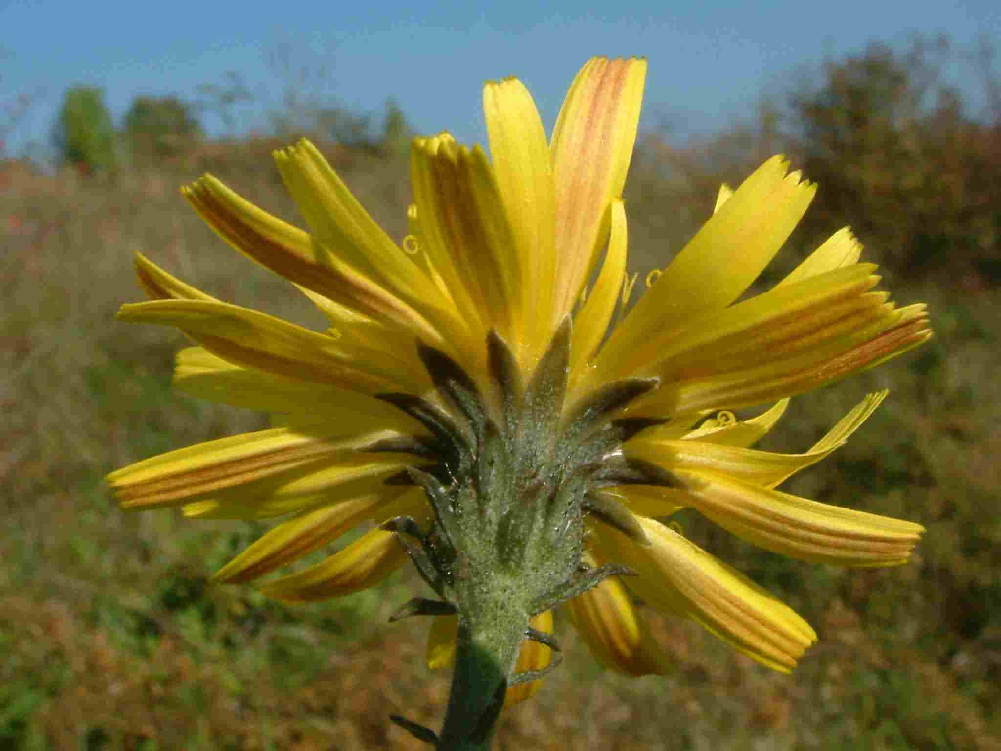 Picris hieracioides 3