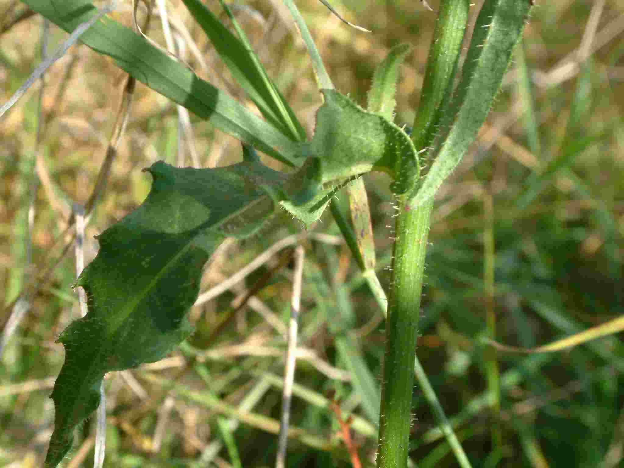 Picris hieracioides 5