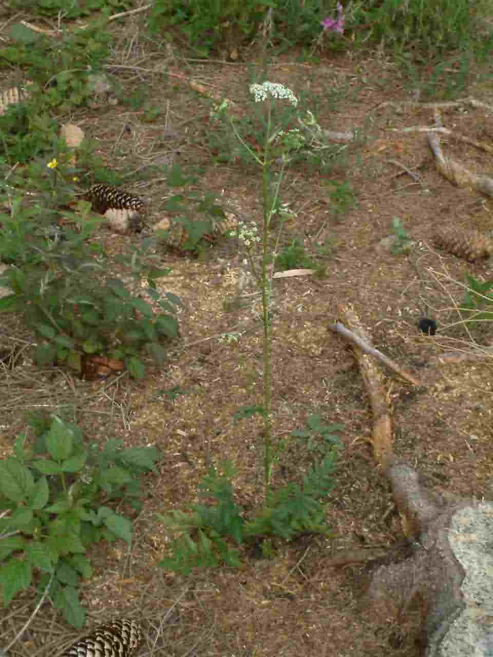 Pimpinella major 1