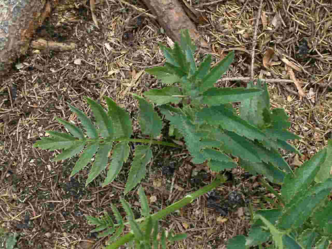 Pimpinella major 5