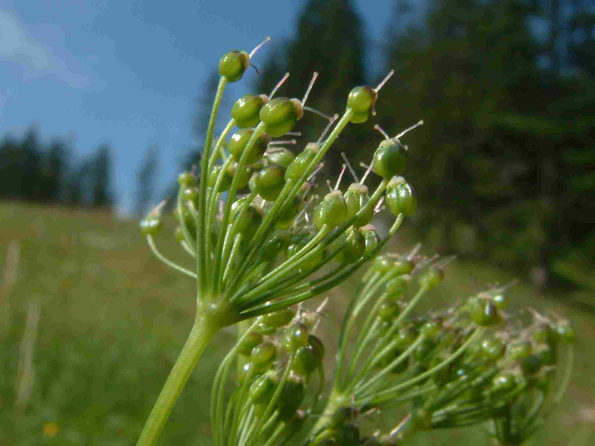 Pimpinella major 4