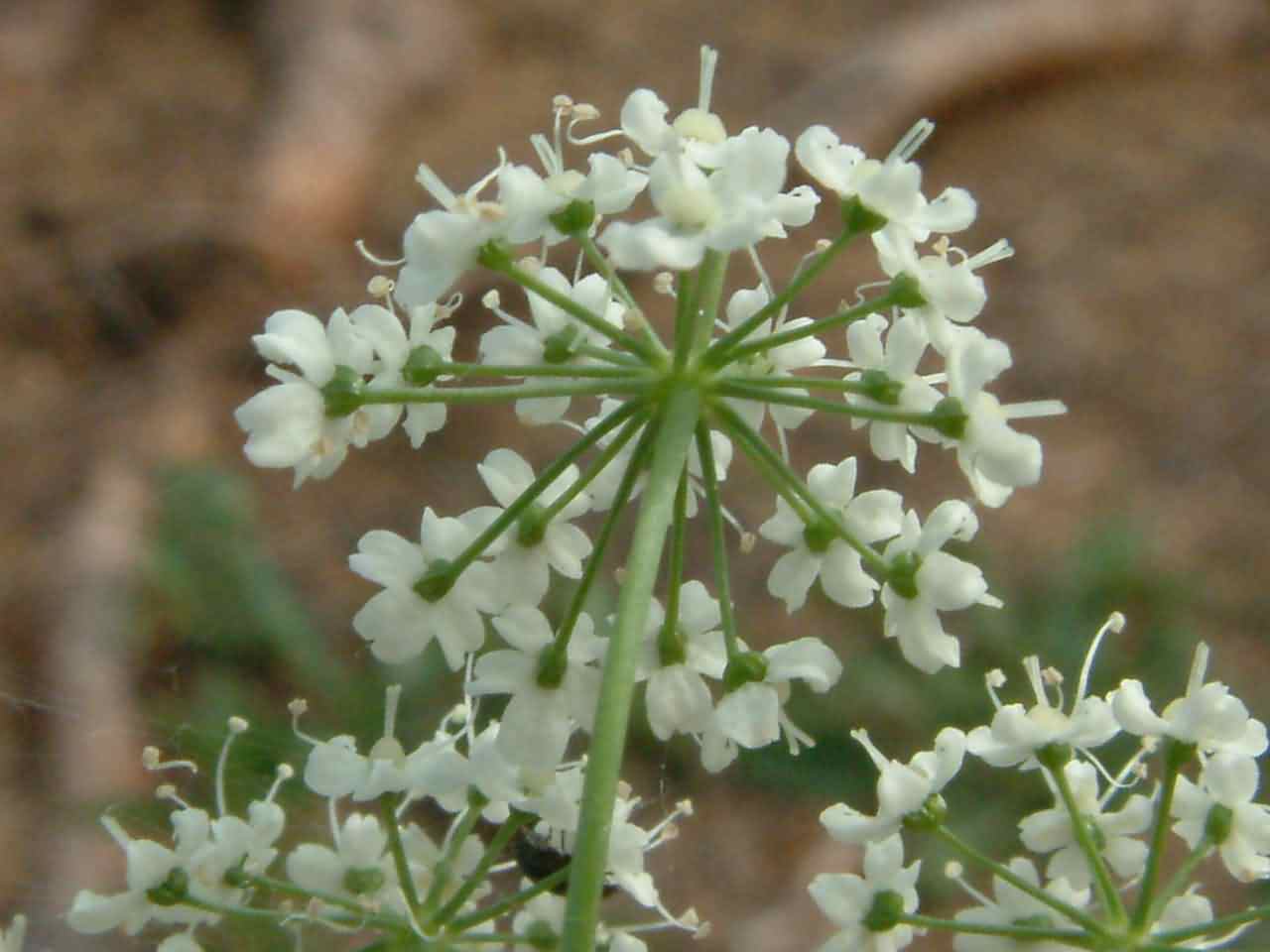 Pimpinella major 3