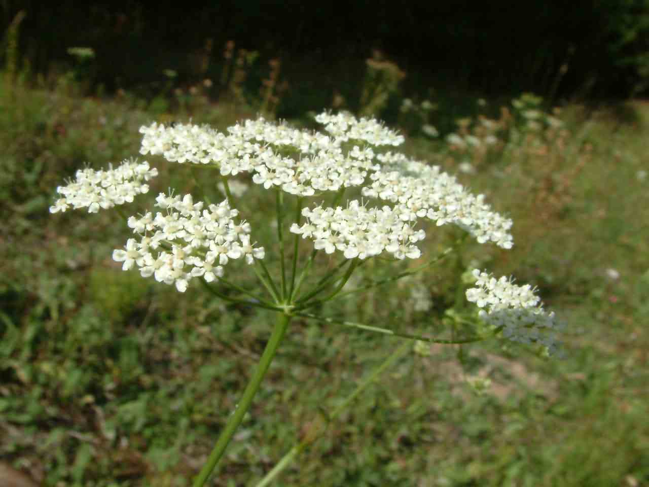 Pimpinella saxifraga 4