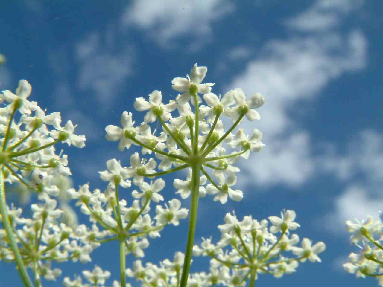 Pimpinella saxifraga 5