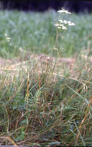 Pimpinella saxifraga 1