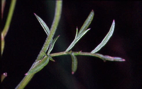 Pimpinella saxifraga 3