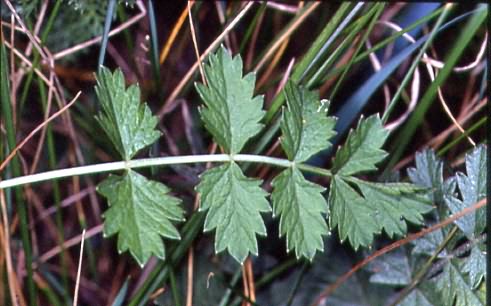 Pimpinella saxifraga 2