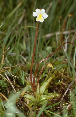 Pinguicula alpina 1