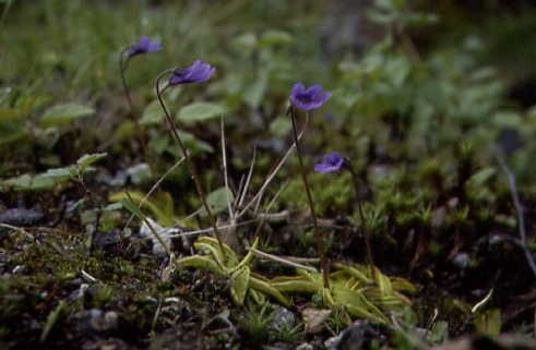 Pinguicula vulgaris 1