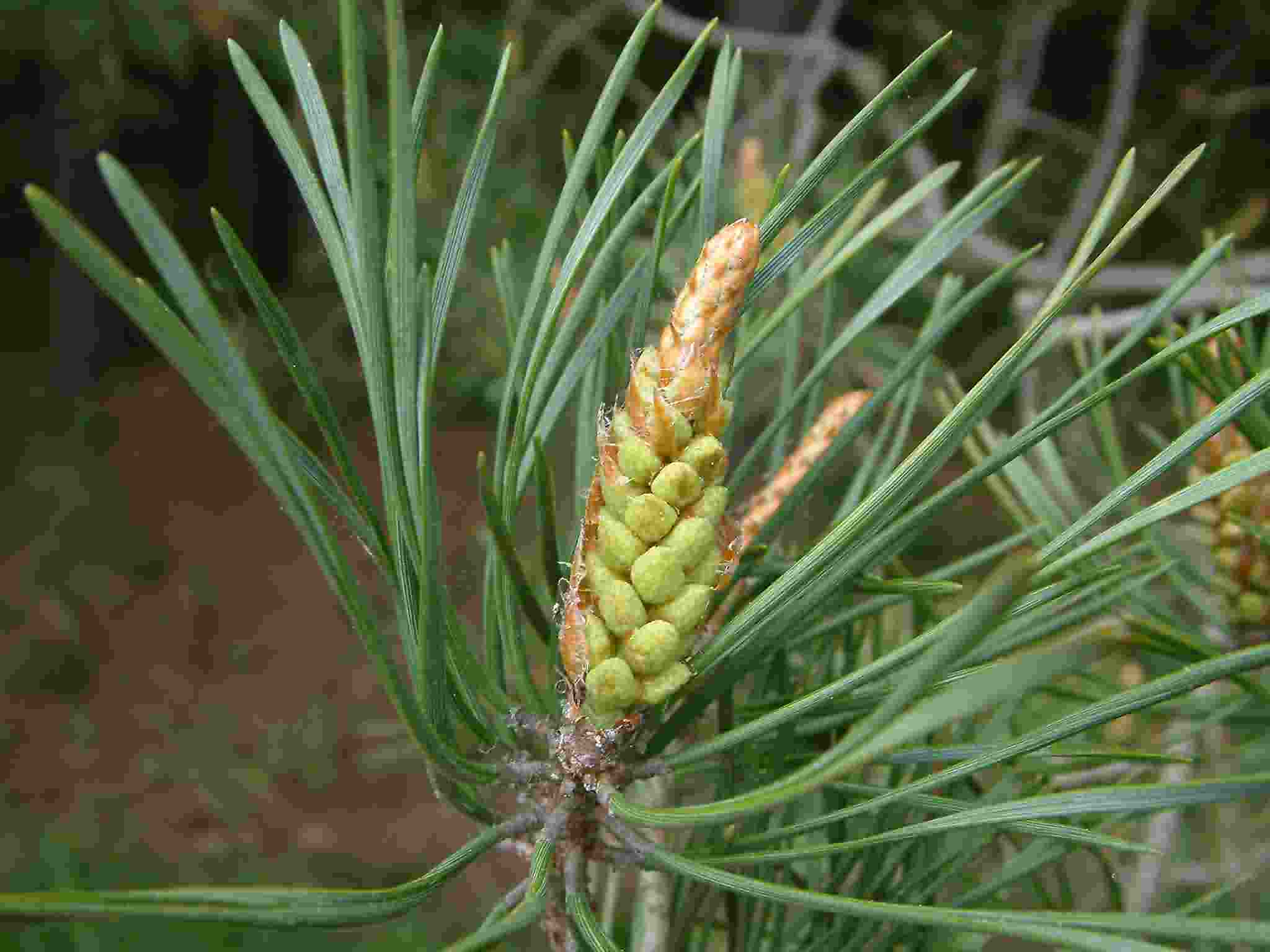 Pinus sylvestris 2