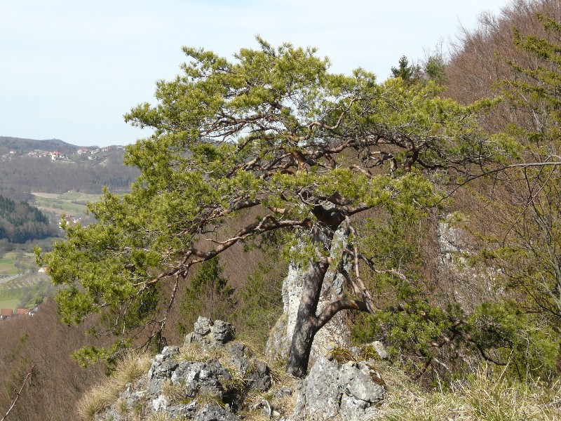 Pinus sylvestris 1