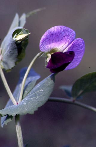 Pisum sativum 1