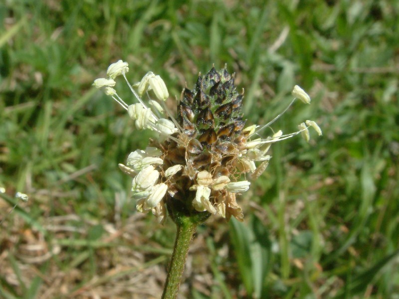 Plantago lanceolata 2