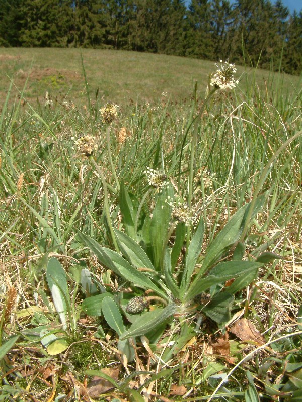 Plantago lanceolata 1