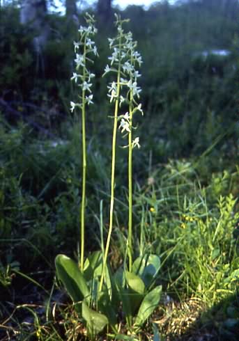 Platanthera bifolia 1