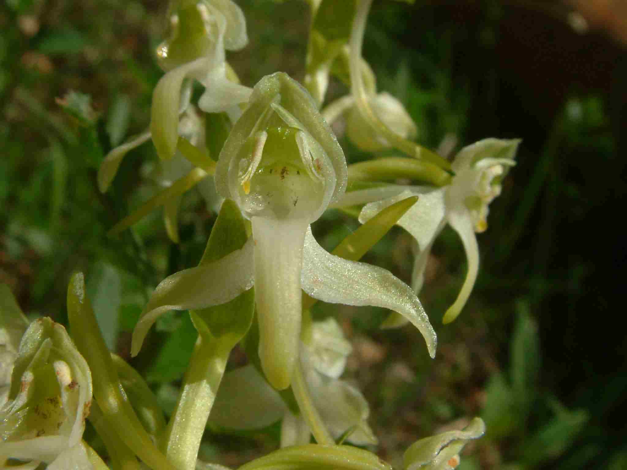 Platanthera chlorantha 1